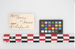 Etikett zu Perlenkette (NHMW-PRAE-026845)